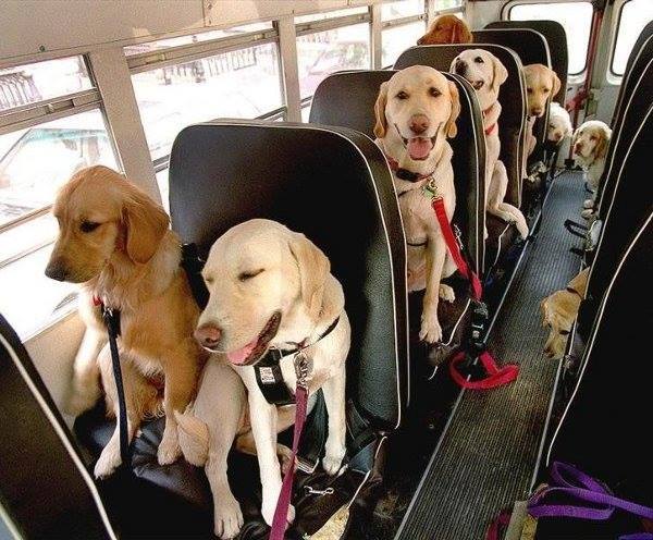 dog transportation